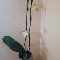 ORCHIDEA 