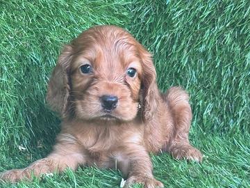 Cocker