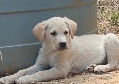 Cucciolo Labrador canadese mix Border Collie