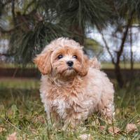 Maltipoo toy mini