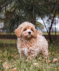 Maltipoo toy mini