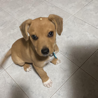 Cucciolo incrocio Jack Russel/beagle