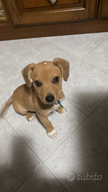 Cucciolo incrocio Jack Russel/beagle