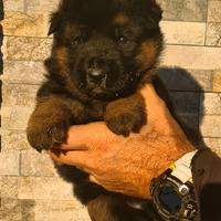 Allevamento cuccioli di pastore tedesco