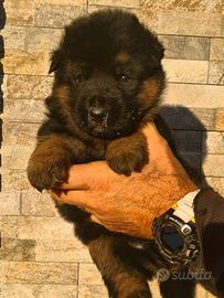 Allevamento cuccioli di pastore tedesco