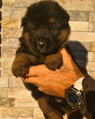 Allevamento cuccioli di pastore tedesco