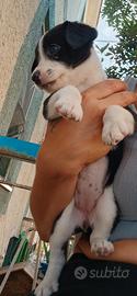 border collie