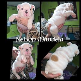 Cuccioli maschi bulldog inglese