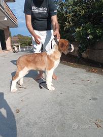 San Bernardo cucciolo strepitoso