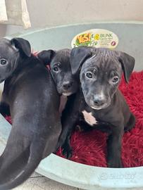 Cuccioli incrocio pitbull e meticcio