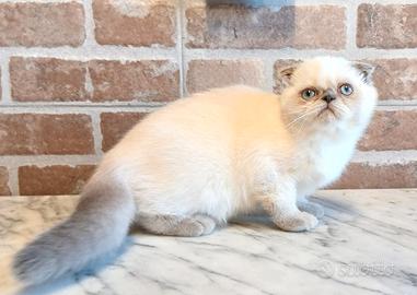 Scottish Fold (simile) Maschio LILAC POINT