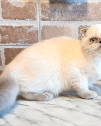 Scottish Fold (simile) Maschio LILAC POINT