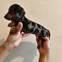 Bassotti con pedigree ENCI