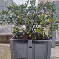 pianta di limoni
