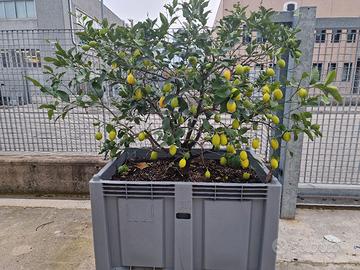 pianta di limoni