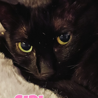 Siri gattina nera di 10 anni