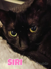Siri gattina nera di 10 anni