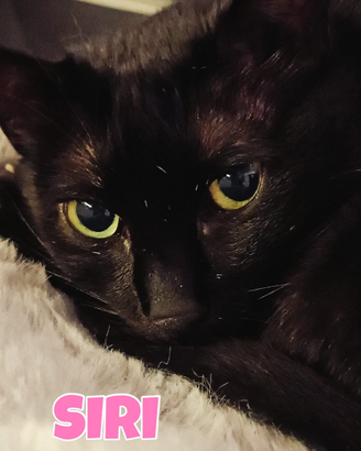 Siri gattina nera di 10 anni