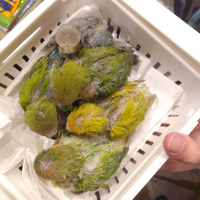 Inseparabili allevati a mano. Su ordinazione