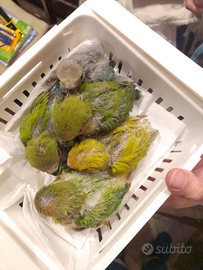 Inseparabili allevati a mano. Su ordinazione