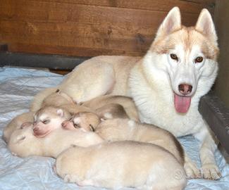 Cuccioli di Siberian Husky