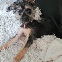 Maltese