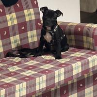 Stafforshire bull terrier