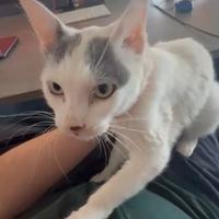 Gatta occhi chiari in adozione