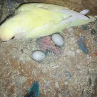 Cuccioli di inseparabili da allevare a mano