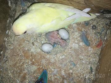 Cuccioli di inseparabili da allevare a mano