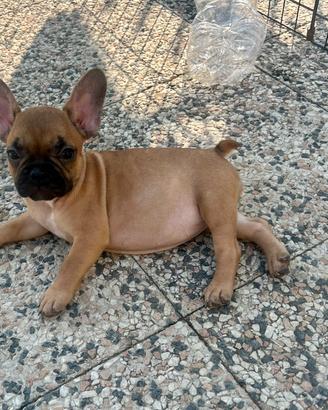 Cuccioli di bulldog francese Pedigree ENCI
