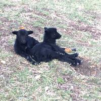 Pecore nane Ouessant