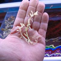 piante acquario rare e non 