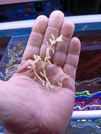 piante acquario rare e non 