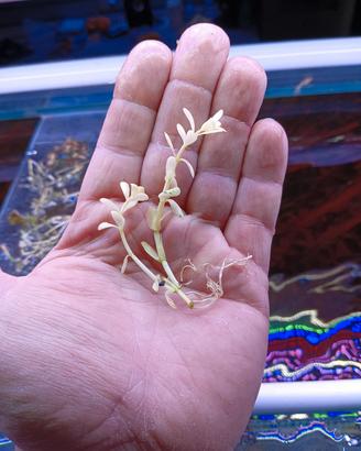 piante acquario rare e non 