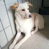 Femmina 9 mesi taglia media