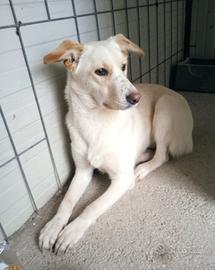 Femmina 9 mesi taglia media