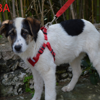 Bimba cucciola da adottare