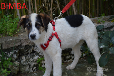 Bimba cucciola da adottare