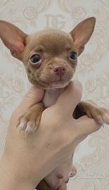 Chihuahua toy maschietto lilac occhi chiari