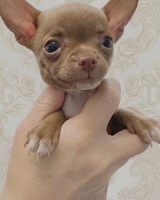 Chihuahua toy maschietto lilac occhi chiari