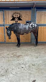 Stallone Appaloosa