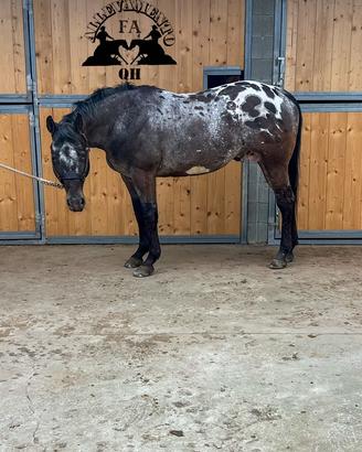 Stallone Appaloosa