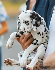 Cucciolo Tipo dalmata maschio