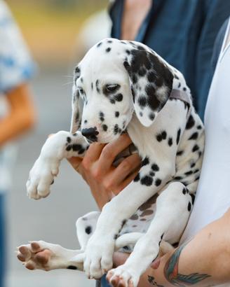 Cucciolo Tipo dalmata maschio