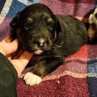 Pastore australiano con pedigree Enci