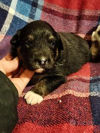 Pastore australiano con pedigree Enci