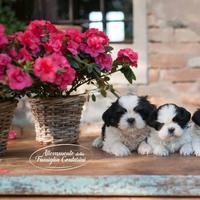 ShihTzu adorabili con Pedigree