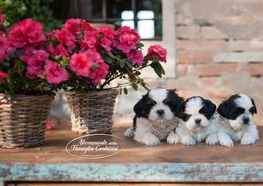 ShihTzu adorabili con Pedigree