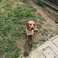 Achille, segugio 1 anno